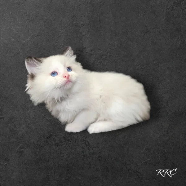 A white cat sitting on top of a black surface.