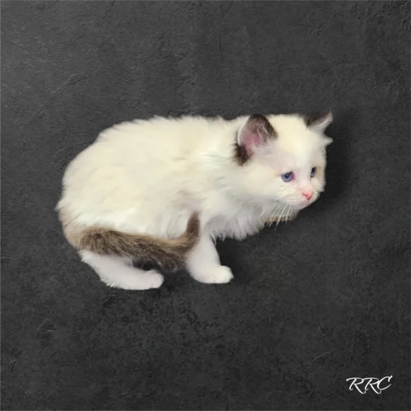 A white cat with brown spots sitting on the ground.