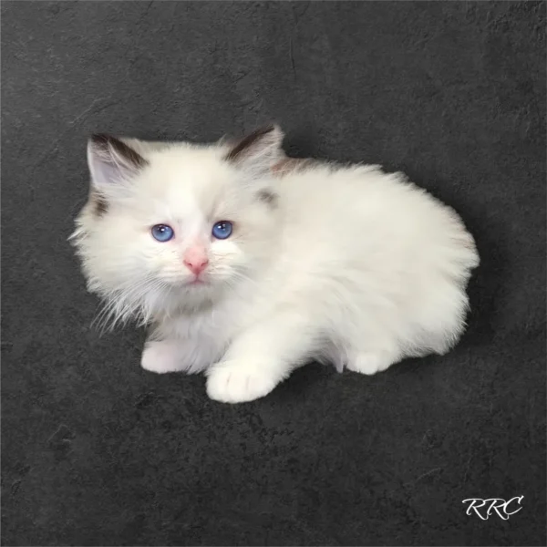 A white kitten with blue eyes sitting on the ground.