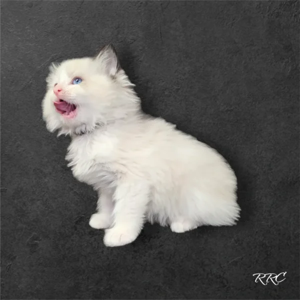 A white cat is sitting on the ground