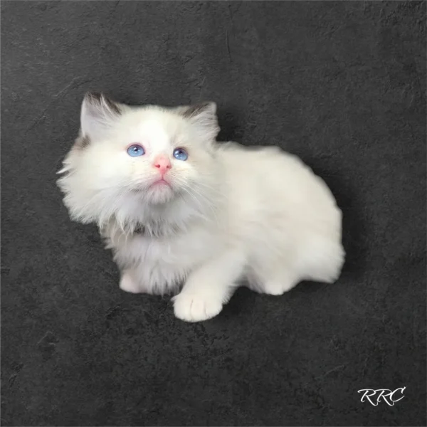 A white cat with blue eyes sitting on the ground.