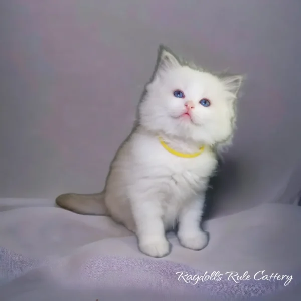 A white cat sitting on top of a blanket.