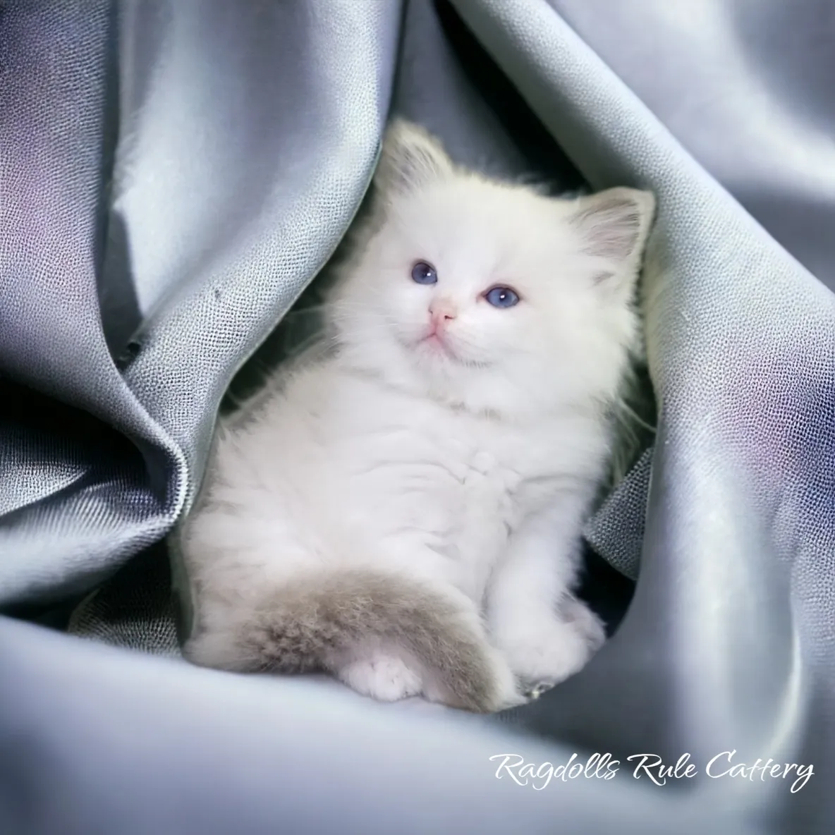 A white kitten sitting in the corner of a silver cloth.