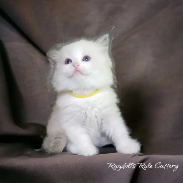 A white kitten sitting on top of a brown couch.