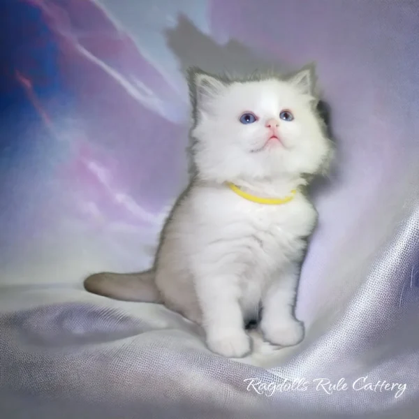 A white cat sitting on top of a purple blanket.