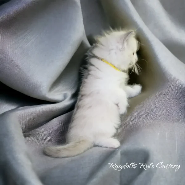 A white kitten is standing on its hind legs.