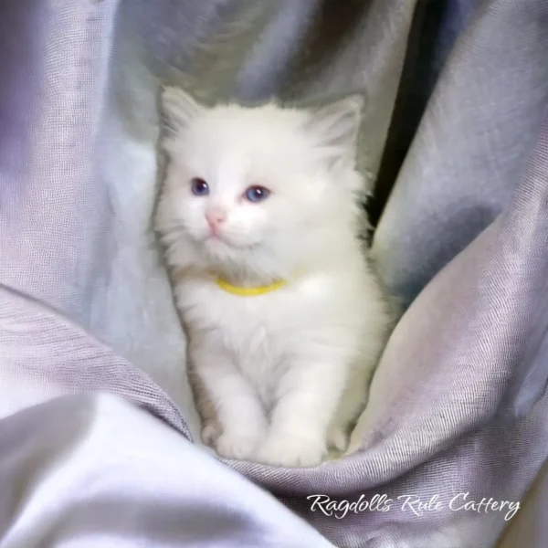 A white kitten sitting in the corner of a bed.