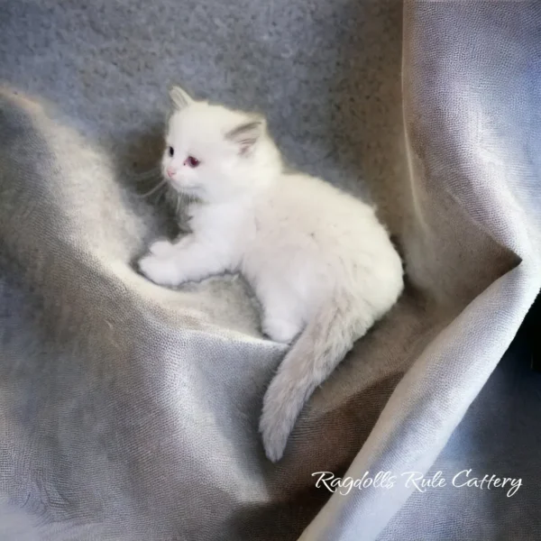 A white kitten sitting on top of a blanket.