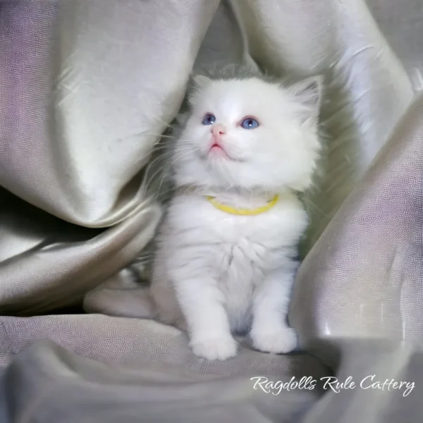 A white kitten sitting on top of a silver blanket.