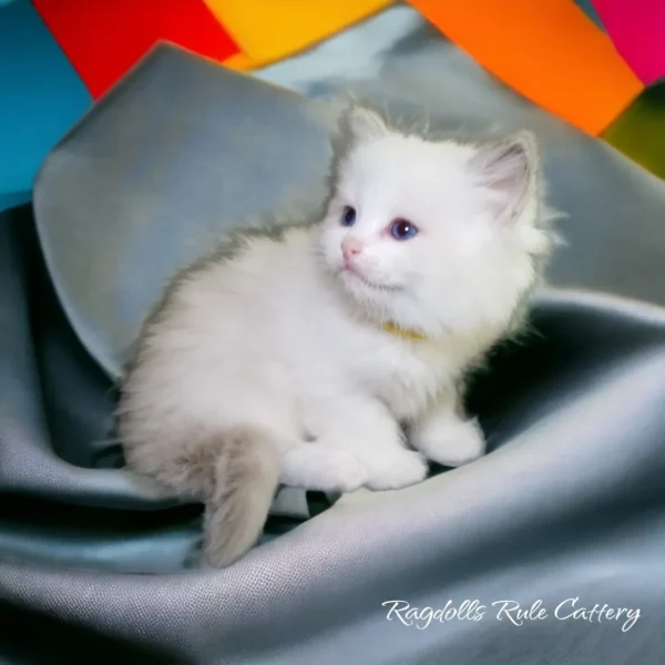 A white kitten sitting on top of a blanket.