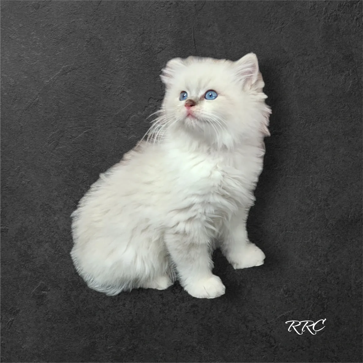 A white cat sitting on top of a black table.