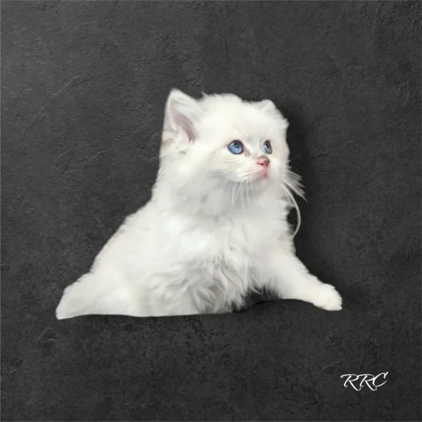 A white cat with blue eyes sitting on the ground.