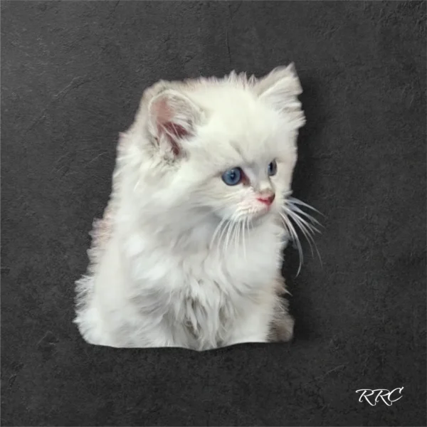 A white kitten with blue eyes sitting on top of a black surface.