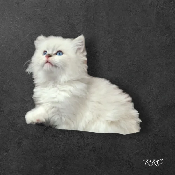 A white cat with blue eyes sitting on the ground.