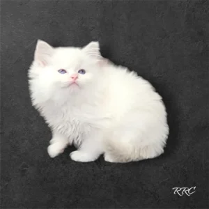 A white cat sitting on top of a black surface.