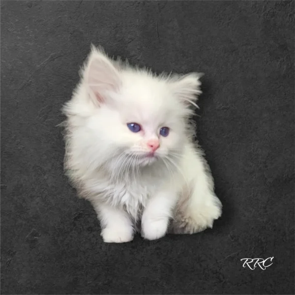 A white fluffy cat sitting on top of the ground.