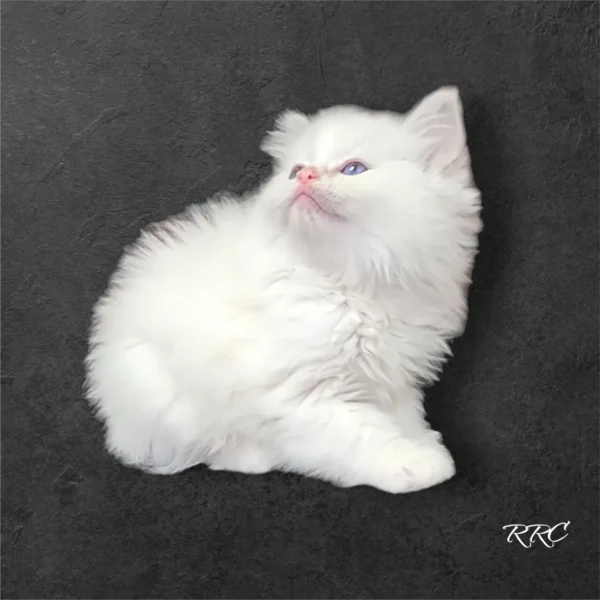 A white kitten sitting on top of a black surface.