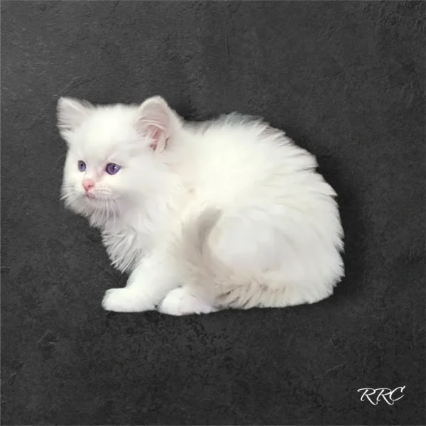 A white kitten sitting on top of a black surface.