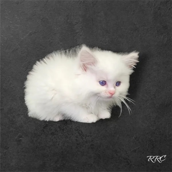 A white kitten with blue eyes sitting on the ground.