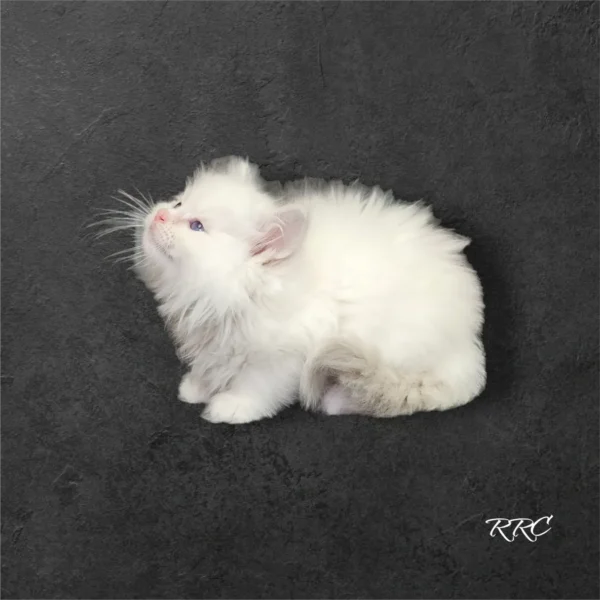 A white fluffy cat sitting on top of a black surface.