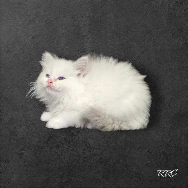 A white kitten sitting on top of a black surface.