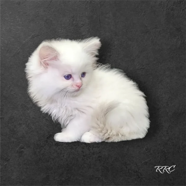 A white kitten sitting on top of a black surface.