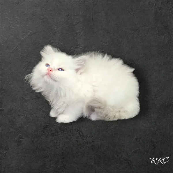 A white fluffy cat sitting on top of the ground.