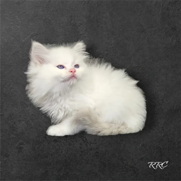 A white fluffy cat sitting on top of a black surface.