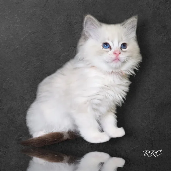 A white cat sitting on top of a table.