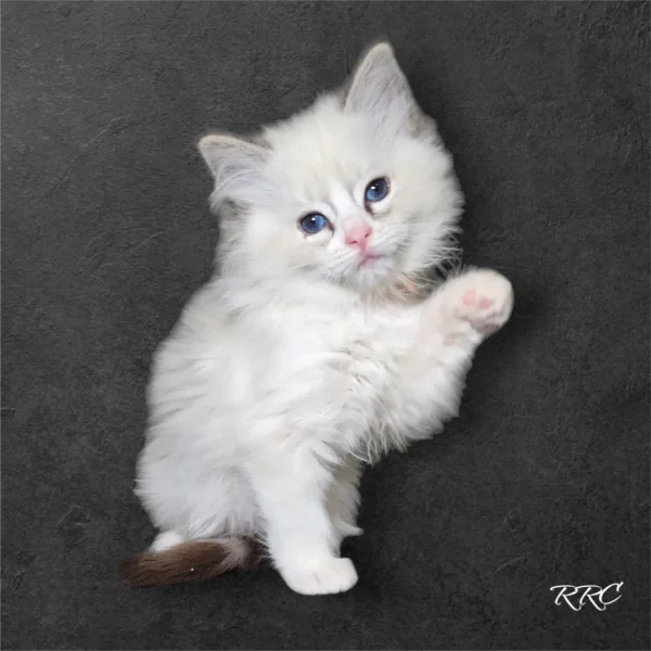 A white kitten is standing on its hind legs.