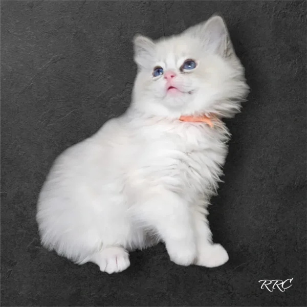 A white cat with blue eyes sitting on top of the ground.