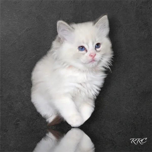 A white kitten is sitting on the floor