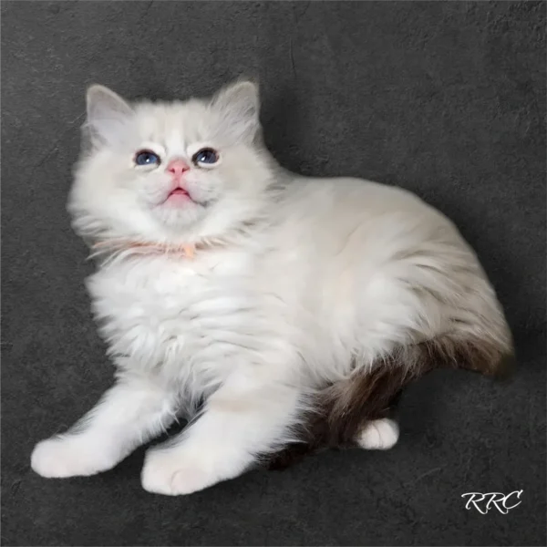 A white cat with pink collar sitting on the ground.