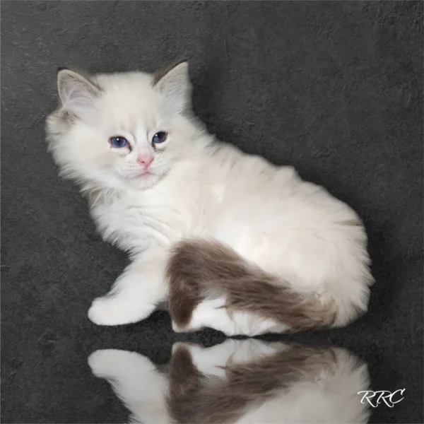 A white cat sitting on top of a table.