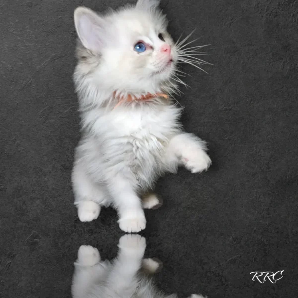 A white kitten standing on its hind legs.