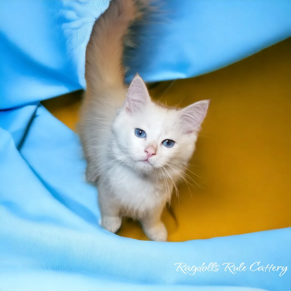 A white kitten standing on top of a blue blanket.