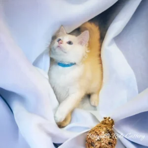 A cat is sitting on the blanket and looking at itself.