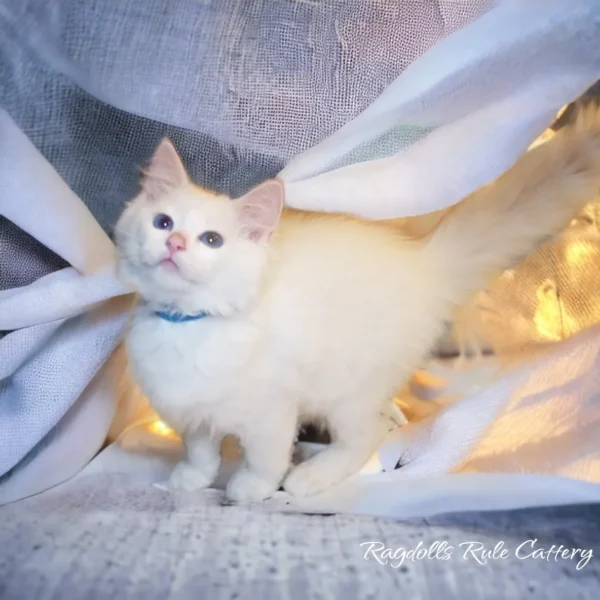 A white cat with blue collar standing on top of a bed.