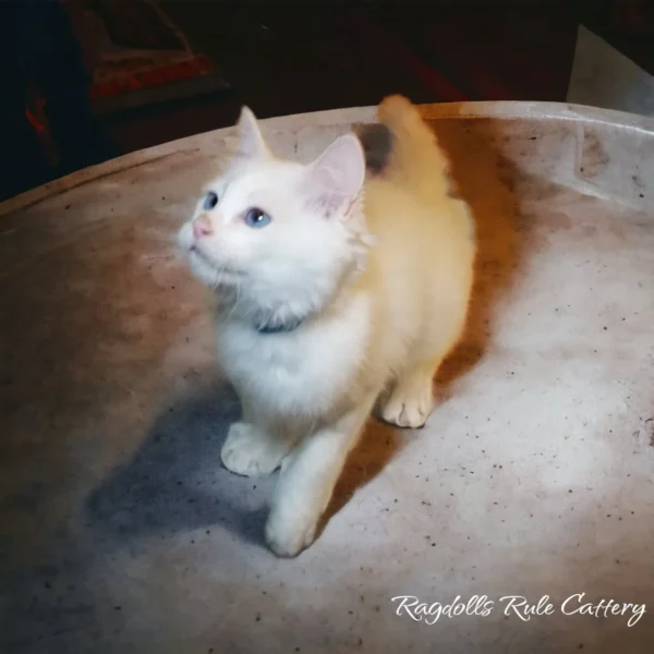 A white cat standing on top of a metal bowl.