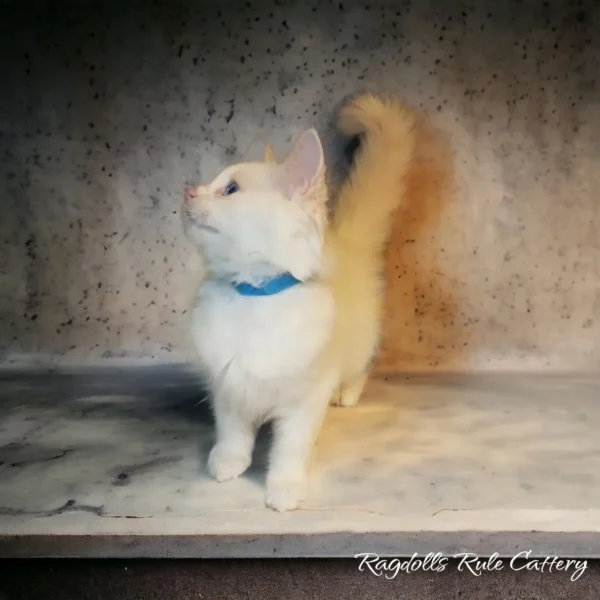 A white cat standing on top of a counter.