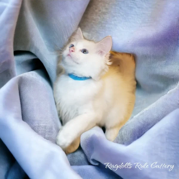 A cat is laying on the blanket looking at something.