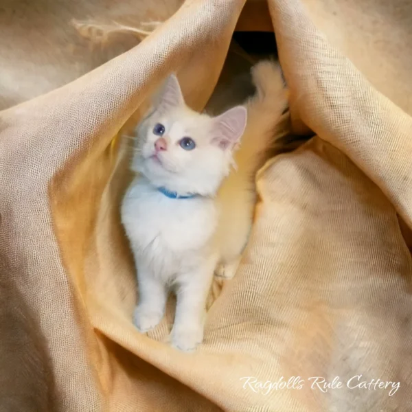 A white cat is hiding in the fabric.