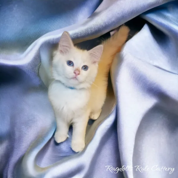 A cat sitting on top of a blanket.