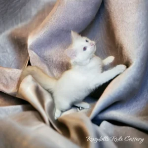 A white kitten is playing with the fabric.