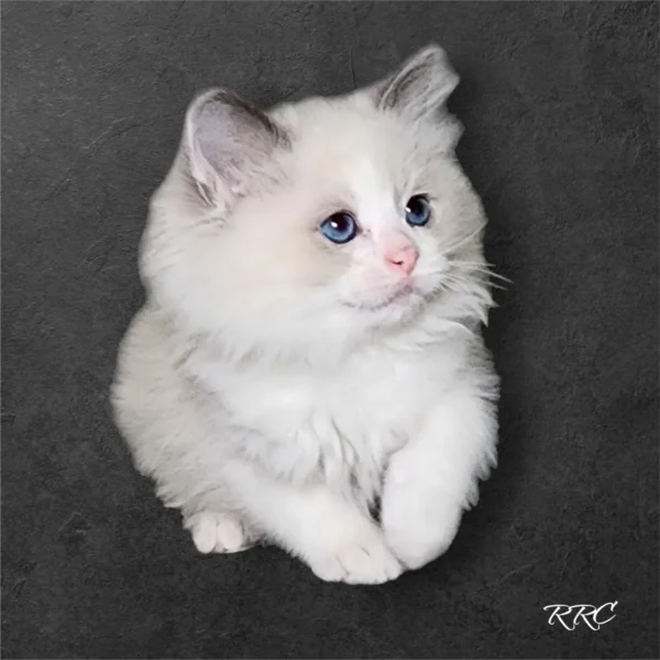 A white cat sitting on top of a black surface.