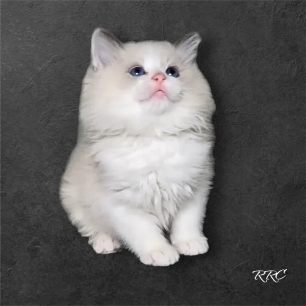 A white cat sitting on top of the ground.