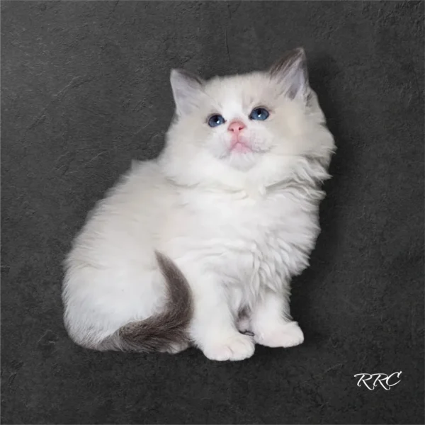 A white cat sitting on top of a black surface.