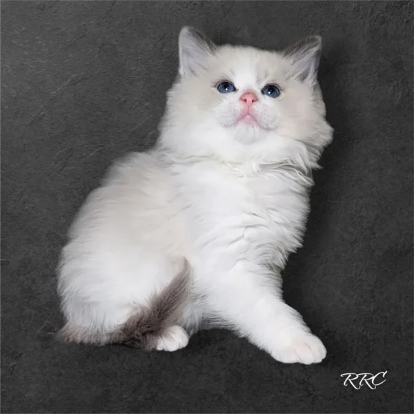 A white cat sitting on top of a black surface.