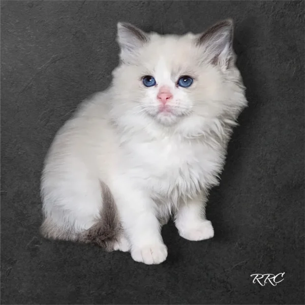 A white cat with blue eyes sitting on top of a black surface.