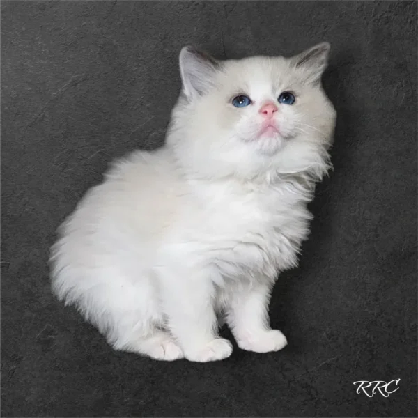 A white cat with blue eyes sitting on top of a black surface.